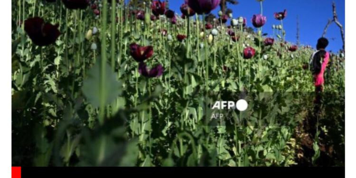 MYANMAR OVERTAKES AFGHANISTAN AS WORLD'S LARGEST OPIUM PRODUCER: CONCERNS OVER DRUG TRADE AND MILITARY'S COMMI