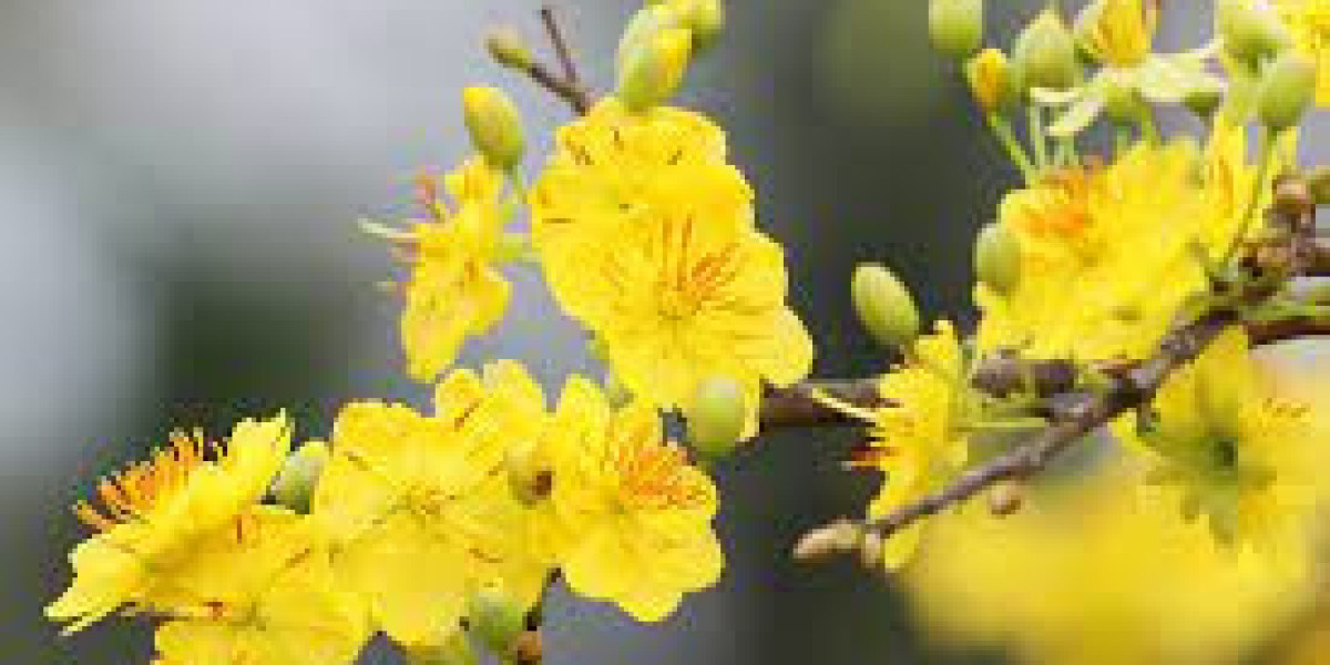 Một số gợi ý cho việc chăm sóc chuyên nghiệp cây mai để đảm bảo hoa đẹp vào năm sau