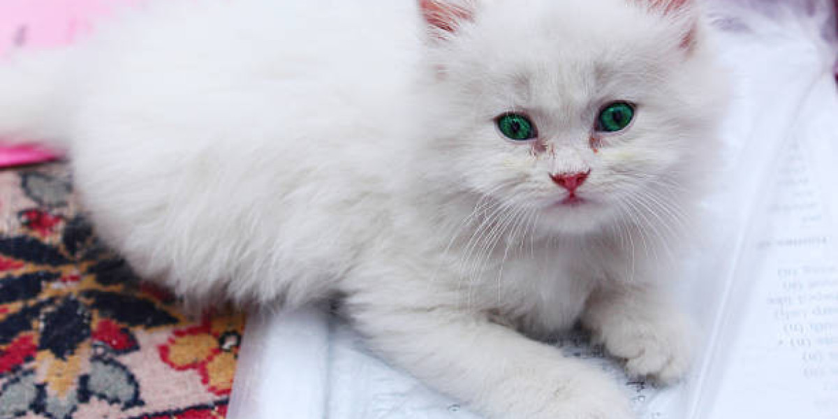 The Charisma of CFA Persian Kittens