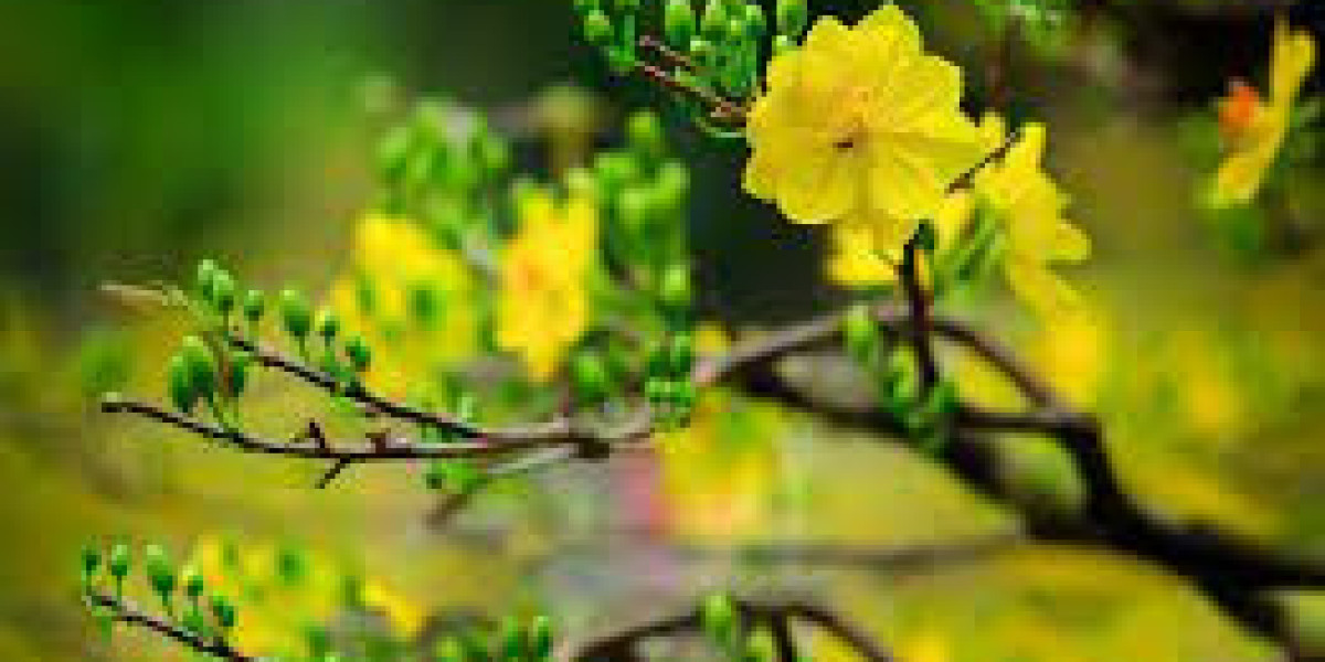 Hoa mai và hoa đào là những biểu tượng rực rỡ của mùa xuân và Tết ở Việt Nam