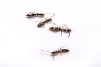 Ant Pest Control Coburg, Ant Removal Coburg, Pest Control Near me