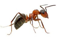 Ant Pest Control Brighton, Ant Removal Brighton, Pest Control near me