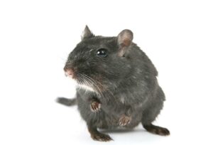 Rat Removal Narre Warren, Mice, Rodent Control Narre Warren
