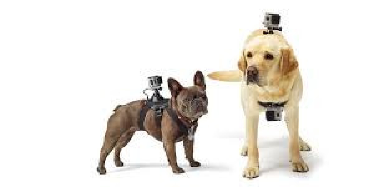 Pet Wearable Market: Future Estimations and Key Market Segments Poised for Strong Growth in Future 2032