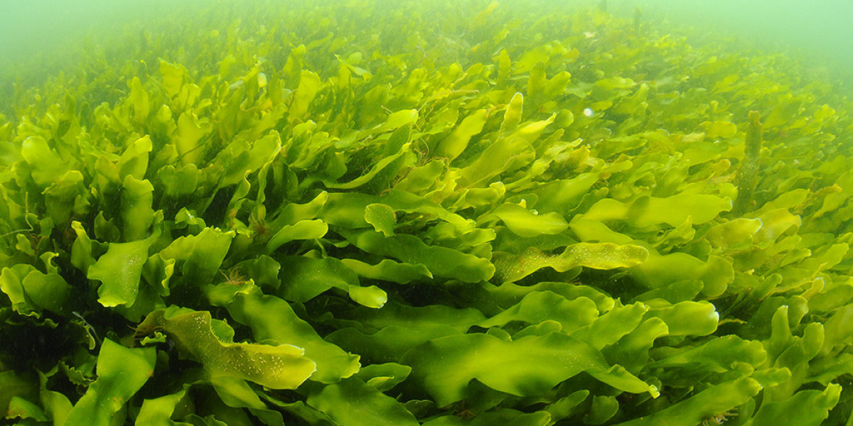 Commercial Seaweed Farming: A Multipurpose and Sustainable Aquaculture Industry