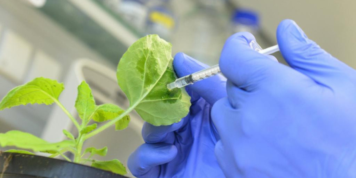 Plant-based Vaccines: A Promising Approach for Cost-Effective and Thermostable Vaccines
