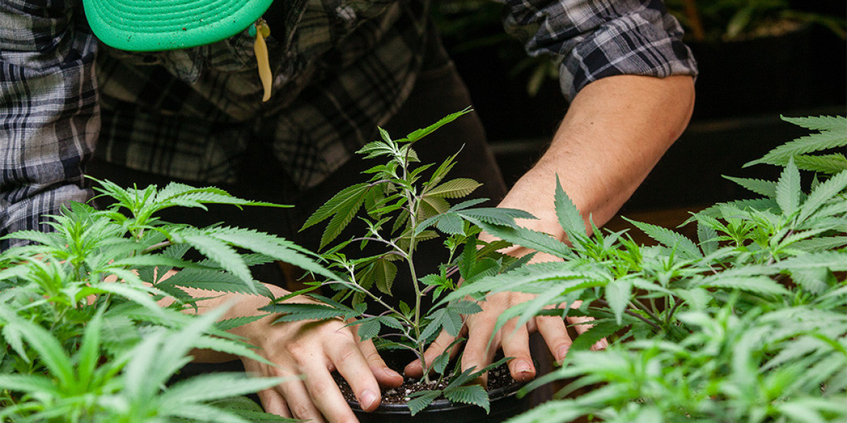 Cannabis Cultivation: An Overview of Growing Methods, Challenges and Regulations