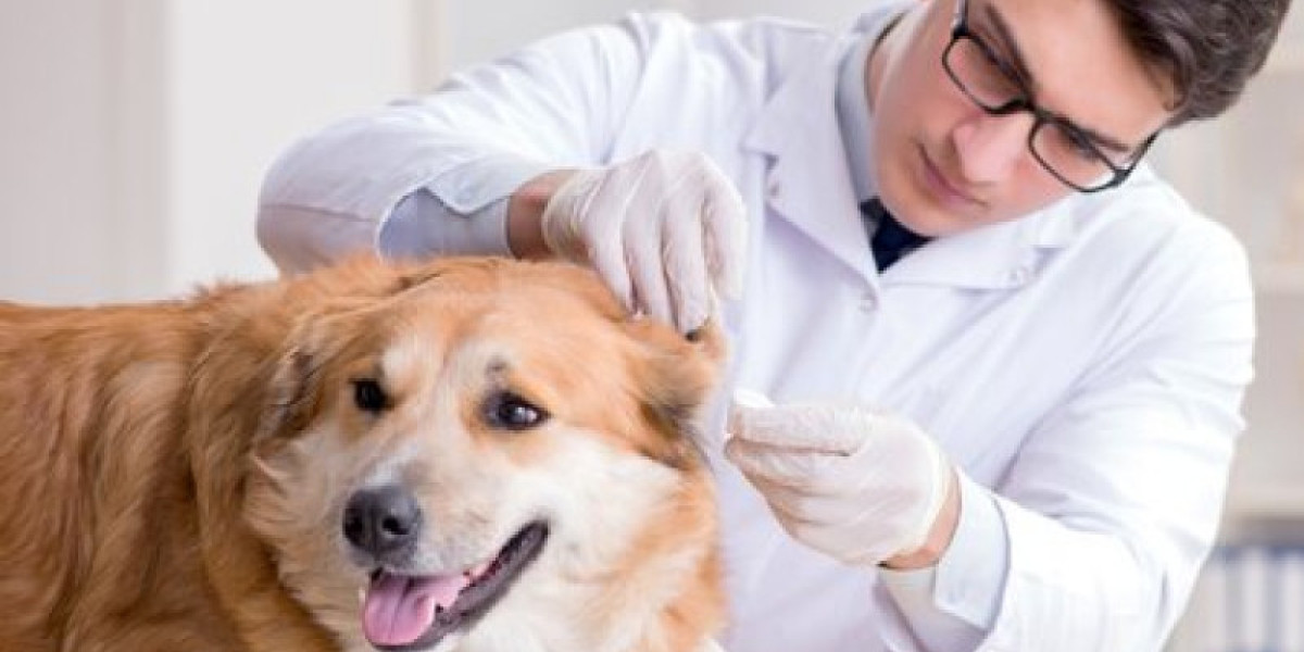 Diagnosing Liver Disease in Dogs: What do the Tests Really Mean? WSAVA 2001