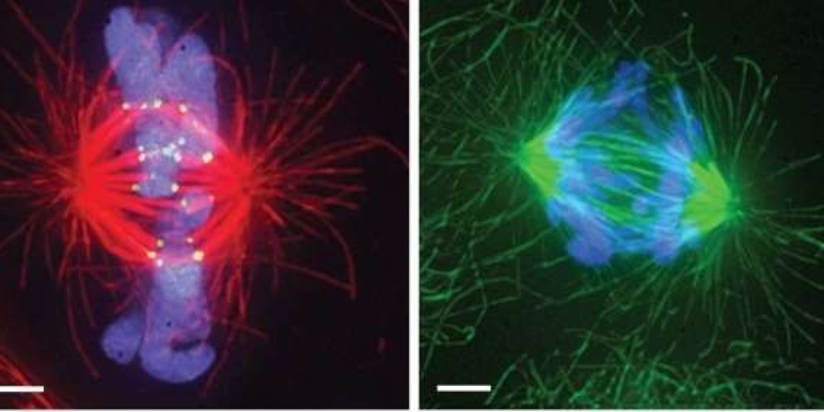 Unleashing the Power of Cytoskeletal Protein Antibody Development