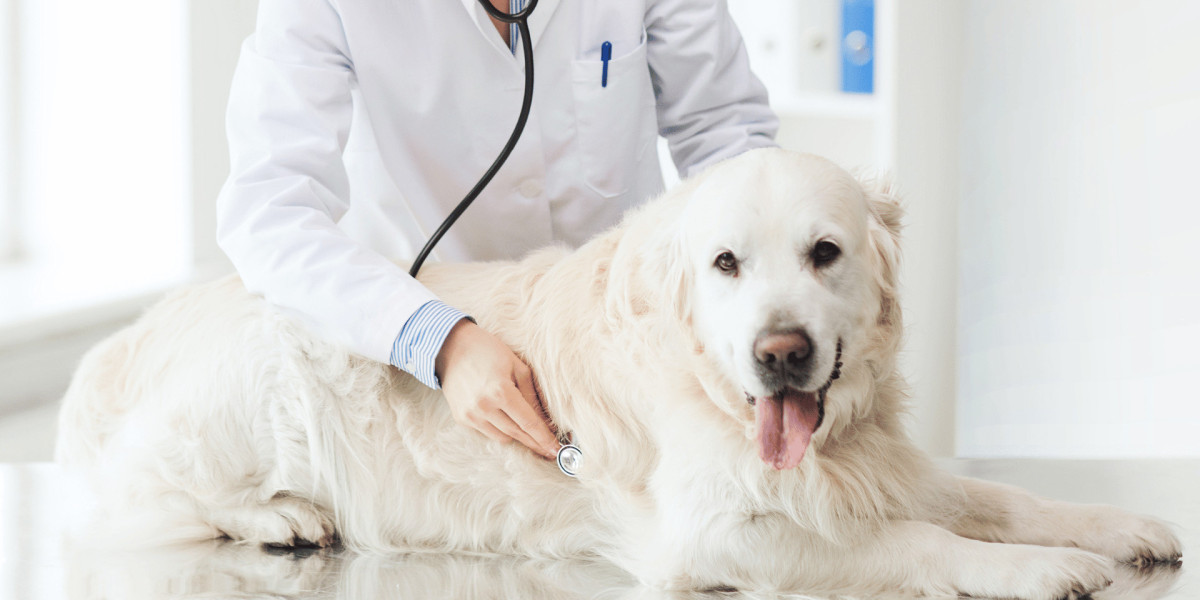 Understanding Need and Wats to Manage Companion Animal Arthritis at Home