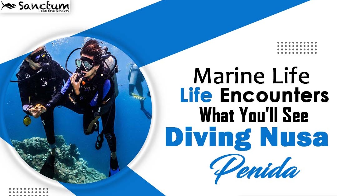 Marine Life Encounters: What You'll See Diving Nusa Penida