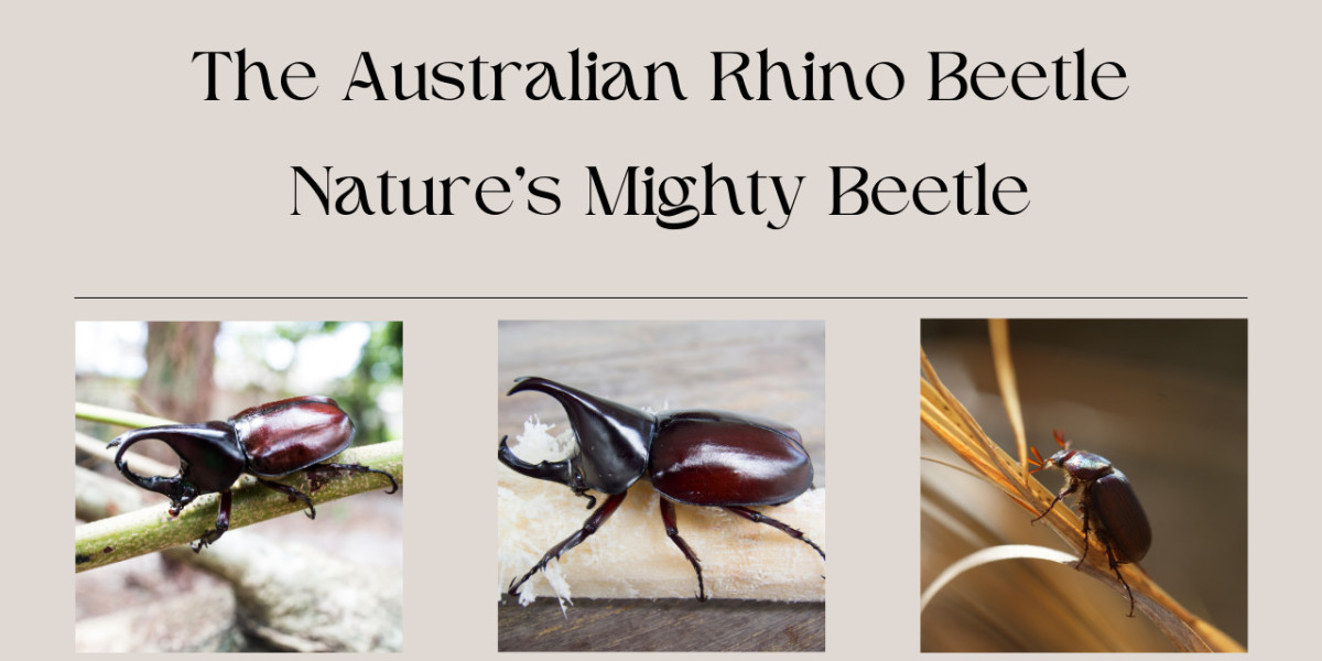 The Australian Rhino Beetle Nature’s Mighty Beetle