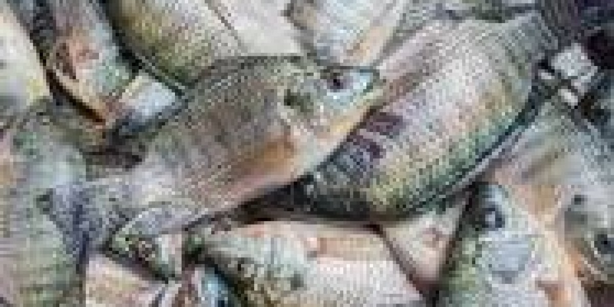 Global Tilapia Market Size Forecast Report 2024-2032