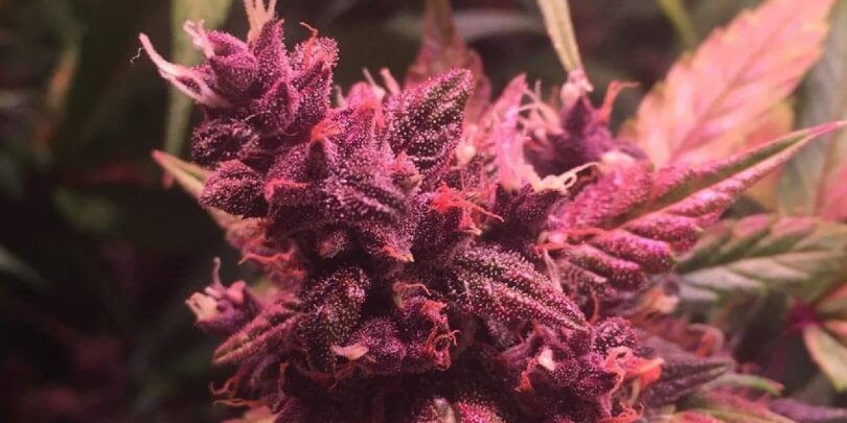 What Makes Blackberry Kush a Must-Try Strain?