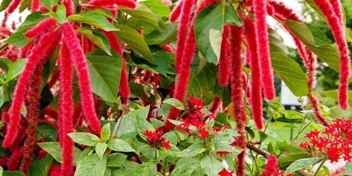 Amaranth Market Size, Status, Growth | Industry Analysis Report 2024-2032