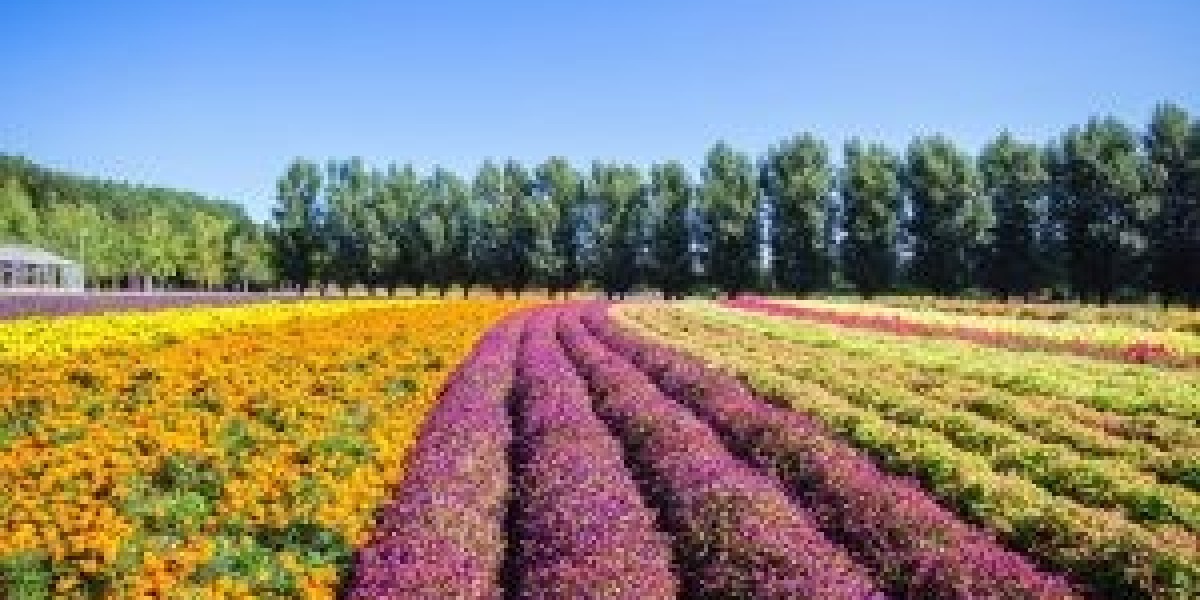 Floriculture Market to Flourish due to Advancements in Greenhouse Technologies