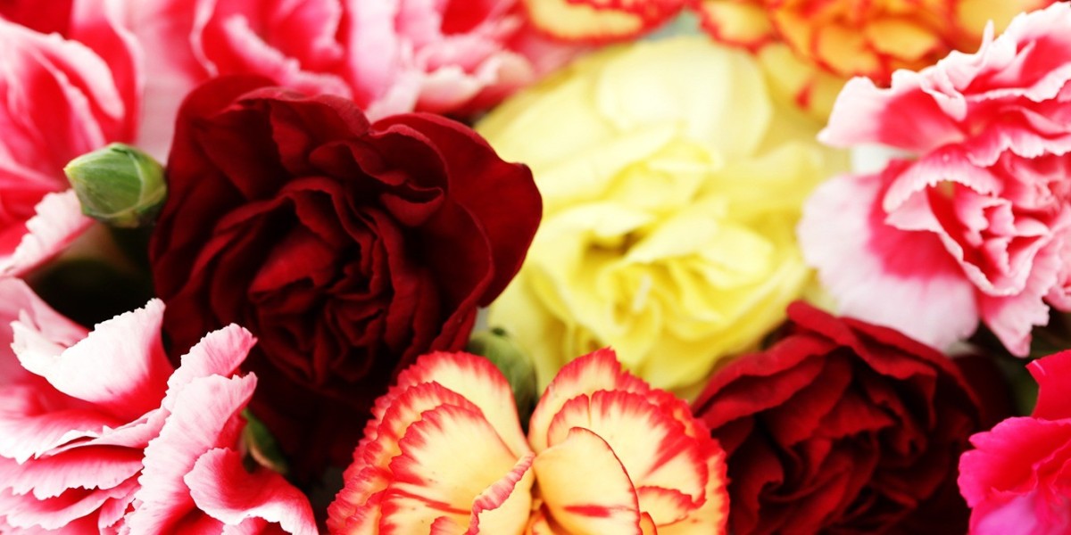 How to Care for Flowers Carnations and Wholesale Roses: A Complete Guide