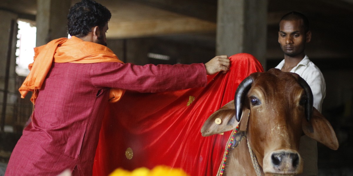 Divine Desi Cow and The Holy Sacred Bhasm (Vibhuti)