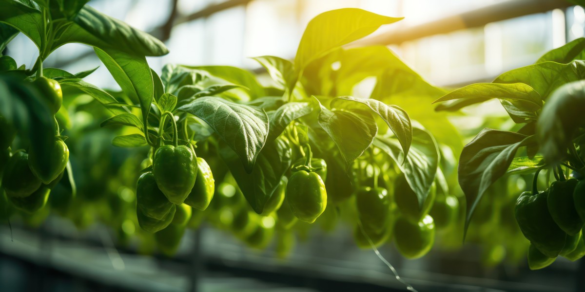 Hydroponics Market Poised for Rapid Growth Revolutionizing Agriculture with Sustainable, Soilless Cultivation