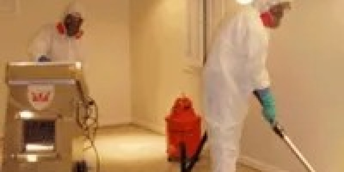 Why Timely Mold Removal and Remediation Services Are Essential