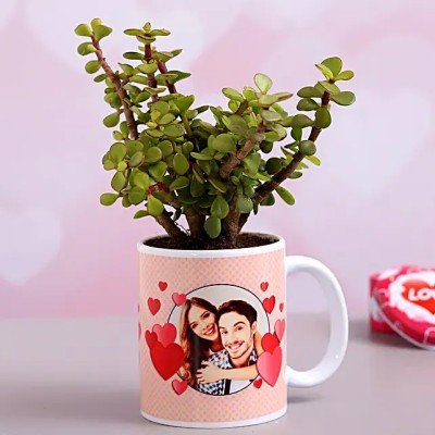 Send Plants To Gurgaon | Online Plant Delivery in Gurgaon - OyeGifts