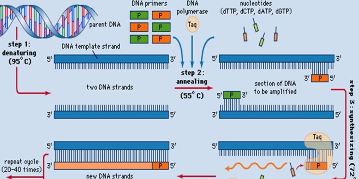 Global PCR Market to Grow at 5.6% CAGR Through 2034