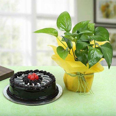 Send Plants To Ahmedabad | Online Plant Delivery in Ahmedabad - OyeGifts