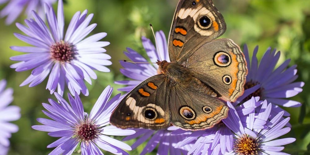 Brown Butterfly: Meaning and Symbolism