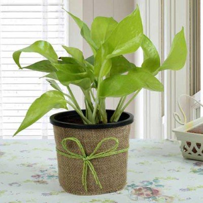 Send Plants To Noida | Online Plant Delivery in Noida - OyeGifts