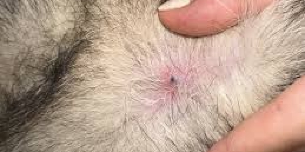 What Are Blood Blister On Dogs and How To Treat Them