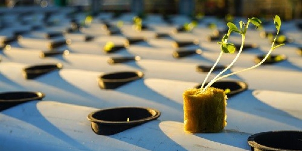 Discover the Ultimate Hydroponic Solution: Rockwool Cubes