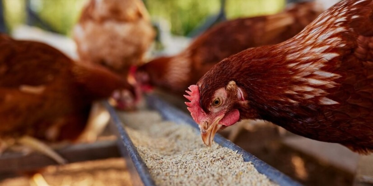 United Kingdom Poultry Feed Market: Size, Share, Trends, and Growth Forecast from 2023 to 2033