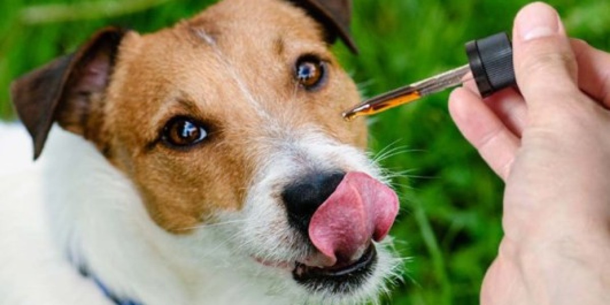 Understanding CBD for Pets: What Every Pet Owner Should Know