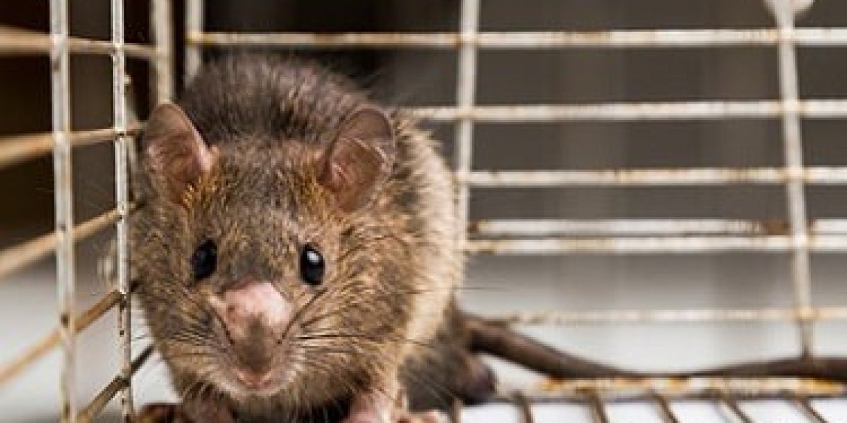 Mouse Exterminator in Toronto: Keep Your Home Rodent-Free