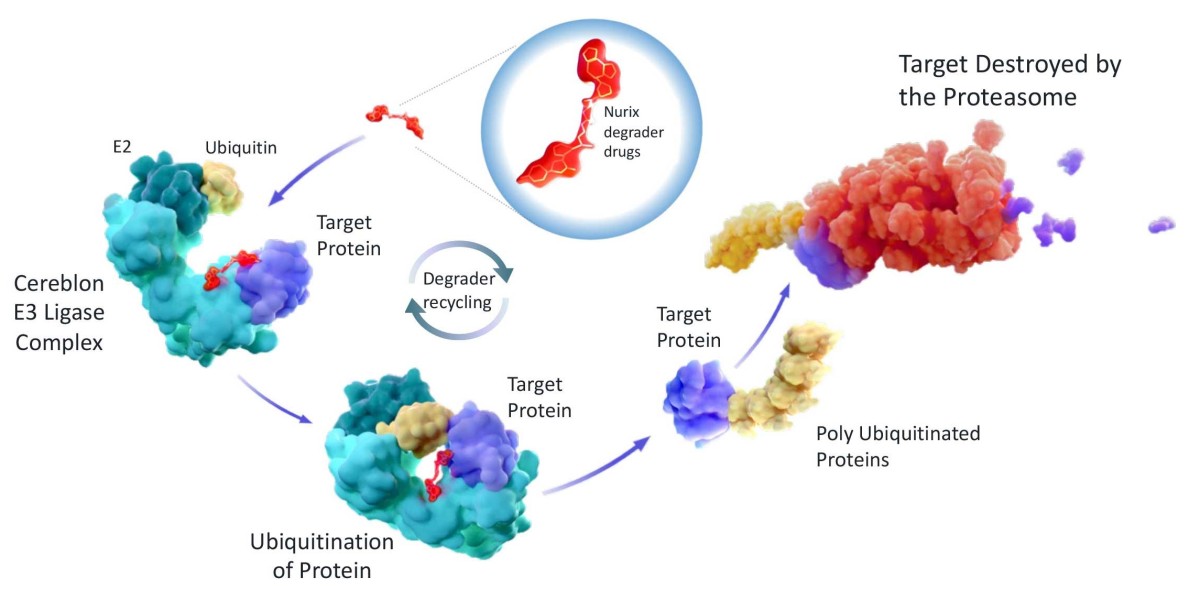 USD 546.63M by 2025: Growth in Protein Degradation Market