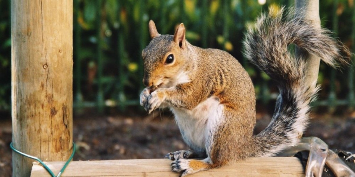 Squirrel Control Services in Toronto: Safeguard Your Home from Furry Intruders