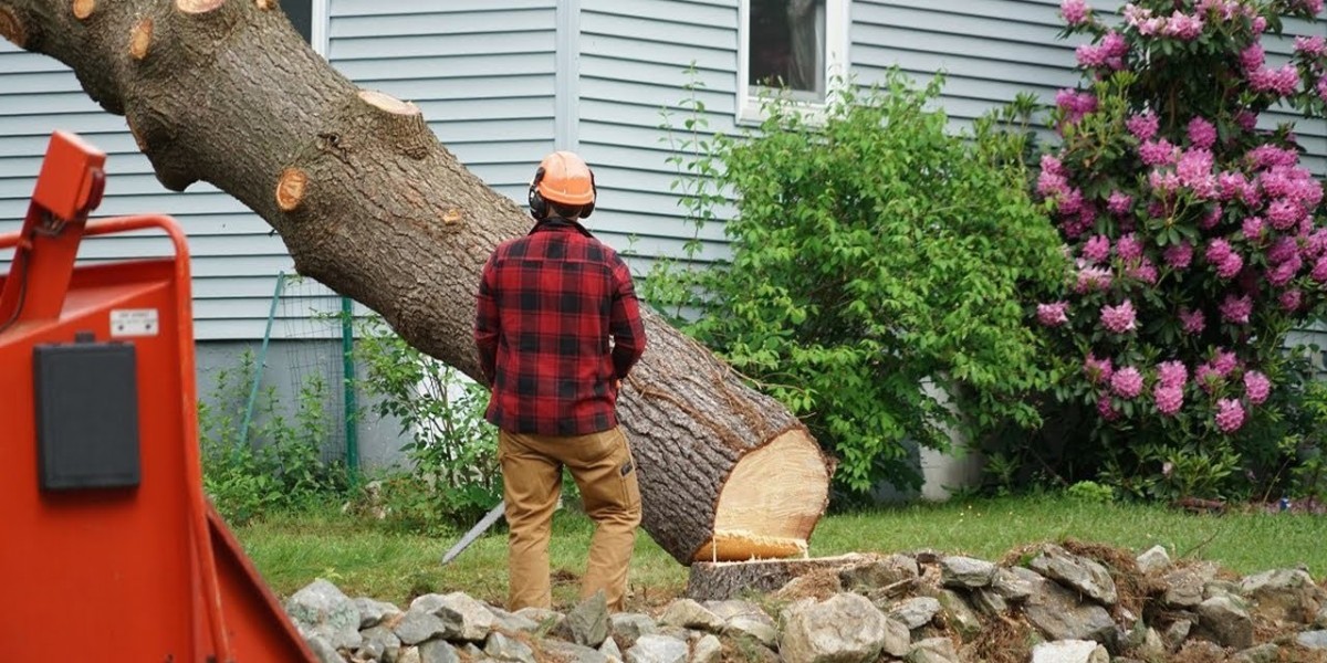 Tree Removal Services in New Haven – Expert Solutions