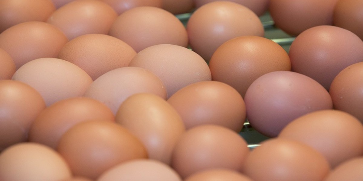 Top Tips for Successful Egg Selling in Singapore