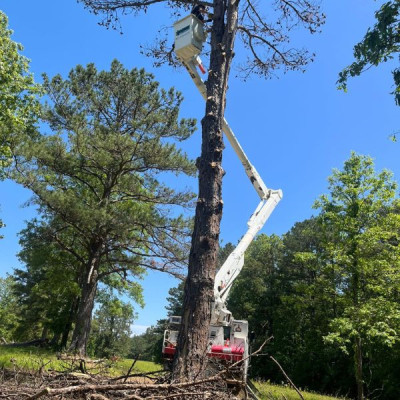Affordable Tree Removal for Every Homeowner Profile Picture