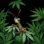 grasshoppercanna